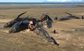 Νέοι μυστηριώδεις θάνατοι φαλαινών στην Ισλανδία (vid)