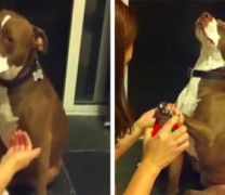 Σκυλίτσα λιποθυμά μόλις η κυρία της επιχειρεί να της κόψει τα νύχια (vid)