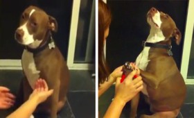 Σκυλίτσα λιποθυμά μόλις η κυρία της επιχειρεί να της κόψει τα νύχια (vid)