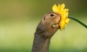 Η όμορφη στιγμή που ένα σκιουράκι μυρίζει ένα λουλούδι