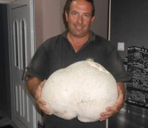 Μανιτάρι-γίγας βάρους 11 κιλών βρέθηκε στα Γρεβενά Μανιτάρι-γίγας βάρους 11 κιλών βρέθηκε στα Γρεβενά