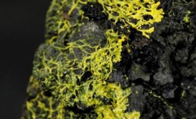 Μυστηριώδης οργανισμός χωρίς εγκέφαλο, έχει 720 γενετικά φύλα! (vid) Μυστηριώδης οργανισμός χωρίς εγκέφαλο, έχει 720 γενετικά φύλα! (vid)