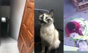 Γάτα εμποδίζει παιδάκι να πέσει από μια απότομη σκάλα Γάτα εμποδίζει παιδάκι να πέσει από μια απότομη σκάλα