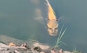 Το βίντεο ψαριού με πρόσωπο που μοιάζει με ανθρώπινο γίνεται viral