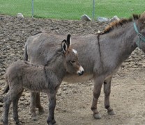 Εγκληματική η παρασκευή κινέζικων φαρμάκων από δέρμα γαϊδάρου (vid) Εγκληματική η παρασκευή κινέζικων φαρμάκων από δέρμα γαϊδάρου (vid)