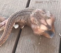 Τι είδους πλάσμα είναι αυτό στο Κόνι Άιλαντ; (vid) Τι είδους πλάσμα είναι αυτό στο Κόνι Άιλαντ; (vid)