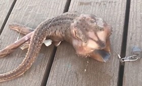 Τι είδους πλάσμα είναι αυτό στο Κόνι Άιλαντ; (vid) Τι είδους πλάσμα είναι αυτό στο Κόνι Άιλαντ; (vid)