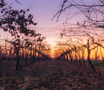 Απειλή για το κρασί η κλιματική αλλαγή (vid) Απειλή για το κρασί η κλιματική αλλαγή (vid)