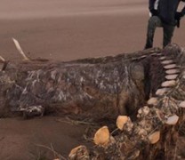 Σκελετός τύπου Νέσι βρέθηκε σε παραλία της Σκωτίας