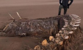 Σκελετός τύπου Νέσι βρέθηκε σε παραλία της Σκωτίας Σκελετός τύπου Νέσι βρέθηκε σε παραλία της Σκωτίας