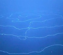 Ανακαλύφθηκε στα βάθη της θάλασσας το μακρύτερο ζώο της Γης (vid) Ανακαλύφθηκε στα βάθη της θάλασσας το μακρύτερο ζώο της Γης (vid)