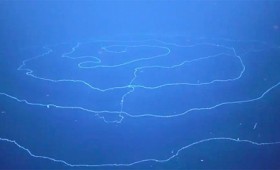 Ανακαλύφθηκε στα βάθη της θάλασσας το μακρύτερο ζώο της Γης (vid)