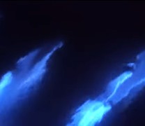 Σπάνιο βίντεο με δελφίνια που λάμπουν στον ωκεανό