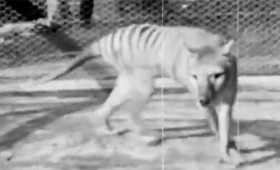 Σπάνια ταινία εποχής με τον τελευταίο Θυλακίνο (vid) Σπάνια ταινία εποχής με τον τελευταίο Θυλακίνο (vid)