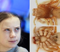 Το όνομα Γκρέτα δόθηκε σε αράχνη της Μαδαγασκάρης Το όνομα Γκρέτα δόθηκε σε αράχνη της Μαδαγασκάρης