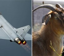 Βρετανοί σκοτώνουν χιλιάδες αγροτικά ζώα στην Κύπρο Βρετανοί σκοτώνουν χιλιάδες αγροτικά ζώα στην Κύπρο