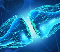 Τεχνητή σύναψη επικοινωνεί με ζωντανά κύτταρα (vid) Τεχνητή σύναψη επικοινωνεί με ζωντανά κύτταρα (vid)