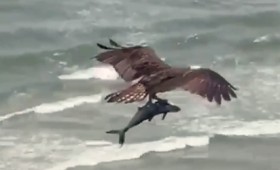 Βίντεο με έναν τεράστιο αετό να αρπάζει και να σηκώνει ψηλά έναν καρχαρία