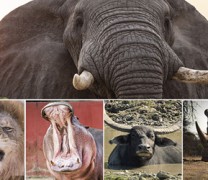 Στον Πηνειό ζούσαν κάποτε ελέφαντες, ιπποπόταμοι και ρινόκεροι (vid)