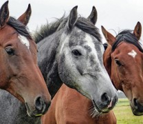 Η Ελλάδα λέει “όχι” στη σφαγή των αλόγων (vid) Η Ελλάδα λέει “όχι” στη σφαγή των αλόγων (vid)