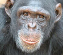 Εμβόλιο της Οξφόρδης: Βασίζεται σε αδενοϊό των χιμπατζήδων