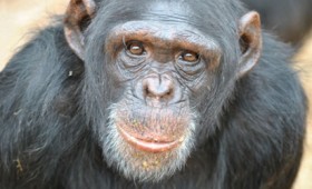Εμβόλιο της Οξφόρδης: Βασίζεται σε αδενοϊό των χιμπατζήδων