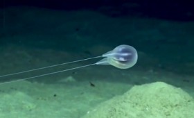 Άγνωστα και παράξενα είδη ζώων στα βάθη των ωκεανών (vid) Άγνωστα και παράξενα είδη ζώων στα βάθη των ωκεανών (vid)