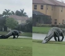 Η χρονιά δεν τελείωσε ακόμη: Γιγαντιαίος αλιγάτορας στη Φλόριντα (vid)