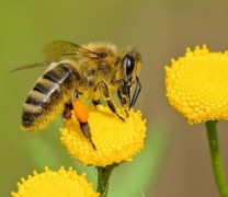 Δύσκολη η φετινή χρονιά για τη μελισσοκομία Δύσκολη η φετινή χρονιά για τη μελισσοκομία