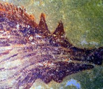 Ανακαλύφθηκε η αρχαιότερη σπηλαιογραφία ζώου (vid)
