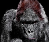 Οκτώ γορίλες βρέθηκαν θετικοί στoν κορονοϊό (vid) Οκτώ γορίλες βρέθηκαν θετικοί στoν κορονοϊό (vid)