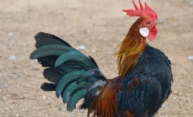 Κόκορας θα προσαχθεί σε δίκη επειδή σκότωσε το αφεντικό του με μαχαίρι… Κόκορας θα προσαχθεί σε δίκη επειδή σκότωσε το αφεντικό του με μαχαίρι…