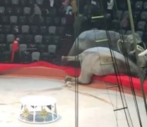 Σκηνές τρόμου από την πάλη δύο ελεφάντων σε ρωσικό τσίρκο (vid)