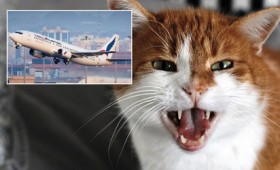 Γάτα κάνει αεροπειρατεία σε αεροπλάνο του Σουδάν