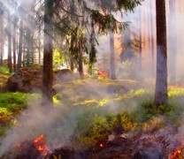 Πενήντα επτά πυρκαγιές σε ένα 24ωρο σε όλη τη χώρα Πενήντα επτά πυρκαγιές σε ένα 24ωρο σε όλη τη χώρα