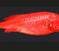 Ένα πολυμορφικό ψάρι που αλλάζει φύλο και γίνεται είτε αρσενικό είτε θηλυκό (vid)
