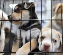 Η παράνοια στο κόκκινο! Σκοτώνουν σκύλους για να μην μεταδώσουν Covid Η παράνοια στο κόκκινο! Σκοτώνουν σκύλους για να μην μεταδώσουν Covid