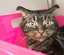 Γάτα κλειδωμένη για δύο μήνες σε άδειο σπίτι κατάφερε και επιβίωσε Γάτα κλειδωμένη για δύο μήνες σε άδειο σπίτι κατάφερε και επιβίωσε