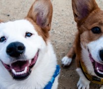 Τα σκυλιά καταλαβαίνουν αν κάποιος τους λέει ψέματα Τα σκυλιά καταλαβαίνουν αν κάποιος τους λέει ψέματα