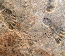 Βρέθηκαν οι αρχαιότερες πατημασιές ανθρώπων στην Αμερική ηλικίας 23.000 ετών Βρέθηκαν οι αρχαιότερες πατημασιές ανθρώπων στην Αμερική ηλικίας 23.000 ετών