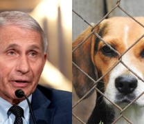 Ο Φαούτσι κατηγορείται από 24 Γερουσιαστές για φρικτά βασανιστήρια σκύλων (vid)