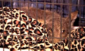 Πενσυλβάνια: Είναι σκύλος, λύκος, κογιότ ή κάποιο άλλο άγνωστο είδος ζώου; (vid) Πενσυλβάνια: Είναι σκύλος, λύκος, κογιότ ή κάποιο άλλο άγνωστο είδος ζώου; (vid)