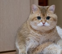 Παράνοια! Η Δύση επιβάλλει κυρώσεις στις γάτες και τους γάτους της Ρωσίας!