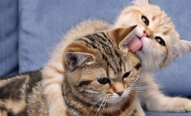 Οι γάτες θυμούνται το όνομα η μια της άλλης, αποκαλύπτει ιαπωνική μελέτη (vid)