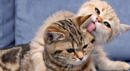 Οι γάτες θυμούνται το όνομα η μια της άλλης, αποκαλύπτει ιαπωνική μελέτη (vid)