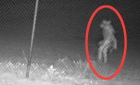 Μυστηριώδες πλάσμα θεάθηκε να περιφέρεται σε ζωολογικό κήπο (vid) Μυστηριώδες πλάσμα θεάθηκε να περιφέρεται σε ζωολογικό κήπο (vid)