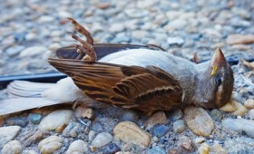 Γιατί πεθαίνουμε; Υπάρχει άραγε απάντηση στην πιο σοβαρή «ανόητη ερώτηση»; Γιατί πεθαίνουμε; Υπάρχει άραγε απάντηση στην πιο σοβαρή «ανόητη ερώτηση»;