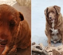 Ο πιο μακρόβιος σκύλος ονομάζεται Μπόμπι και κατέχει το ρεκόρ Γκίνες (vid) Ο πιο μακρόβιος σκύλος ονομάζεται Μπόμπι και κατέχει το ρεκόρ Γκίνες (vid)