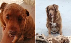Ο πιο μακρόβιος σκύλος ονομάζεται Μπόμπι και κατέχει το ρεκόρ Γκίνες (vid) Ο πιο μακρόβιος σκύλος ονομάζεται Μπόμπι και κατέχει το ρεκόρ Γκίνες (vid)