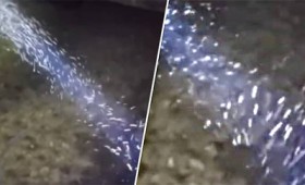 Λευκή σκόνη από τον ουρανό έπεσε στις ανατολικές πολιτείες των ΗΠΑ (vid) Λευκή σκόνη από τον ουρανό έπεσε στις ανατολικές πολιτείες των ΗΠΑ (vid)